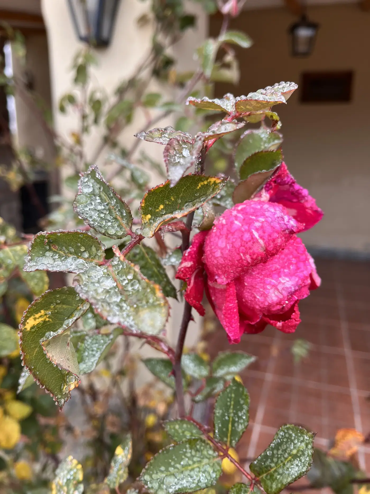 Rosa del jardín