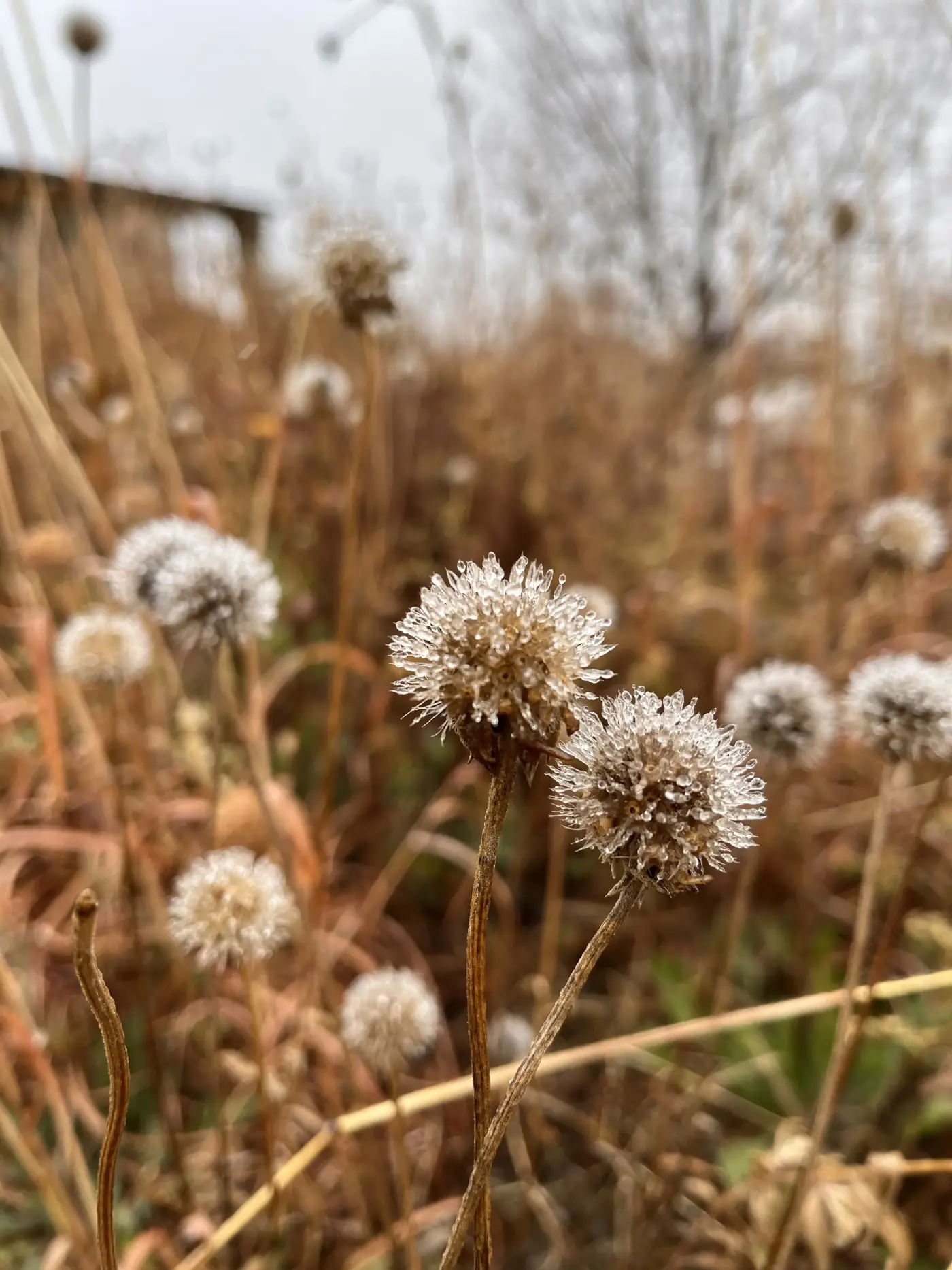 Cardos del parque en otoño
